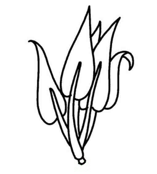 空心菜简笔画-1