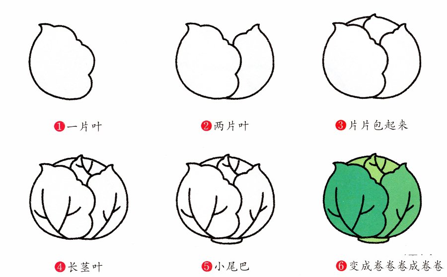 卷心菜简笔画画法-2