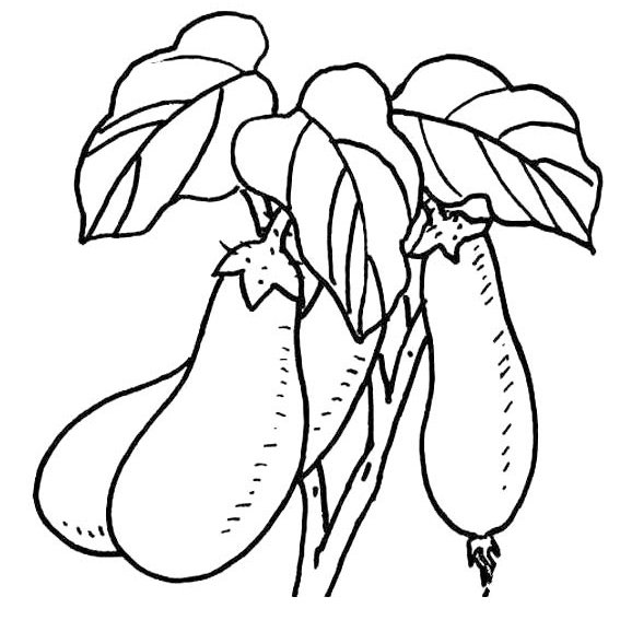 茄子的简笔画-1