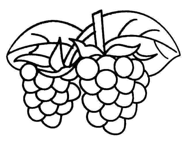 水果简笔画大全_葡萄简笔画-1