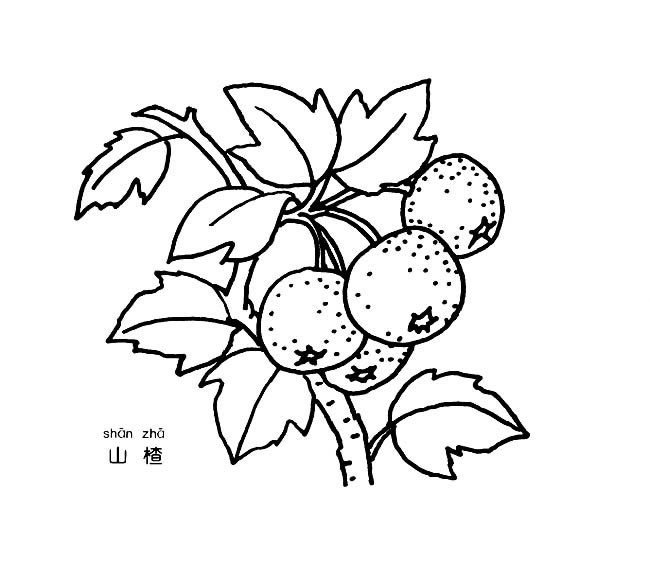 水果简笔画大全_山楂简笔画-1