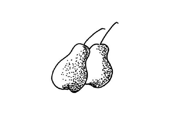 四张常吃水果简笔画图片-1