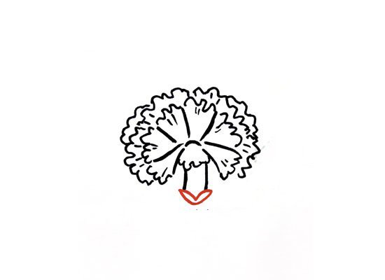 画一束漂亮的康乃馨简笔画-8