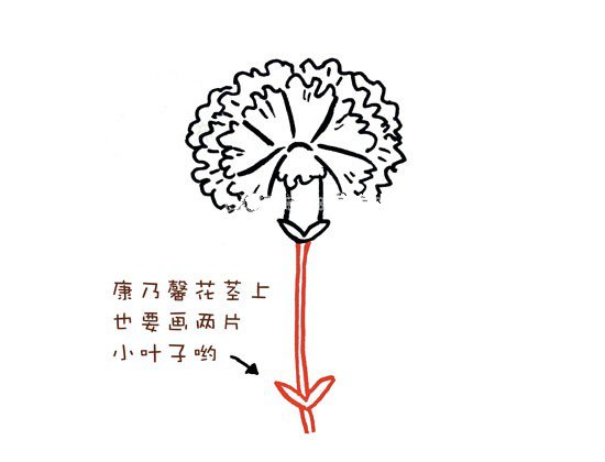 画一束漂亮的康乃馨简笔画-9