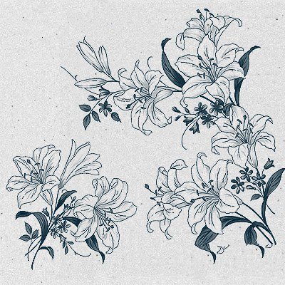 2016漂亮的百合花简笔画图片-1