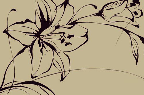2016漂亮的百合花简笔画图片-3
