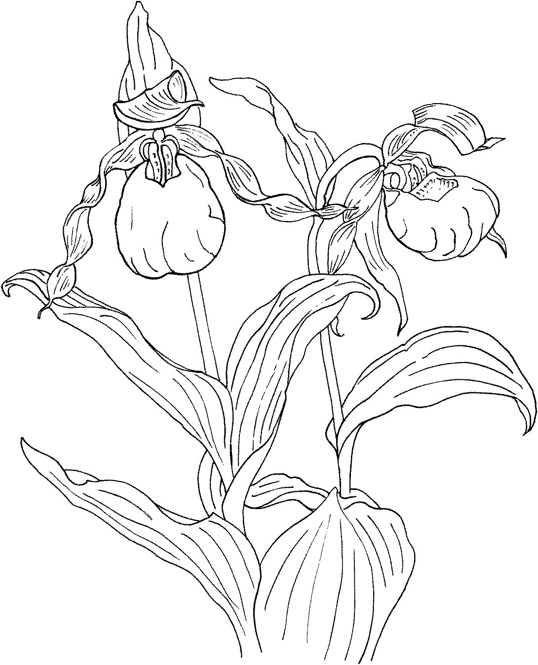 赞兰花-1