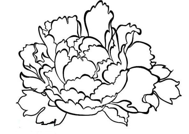 儿童花朵简笔画_牡丹花的画法-1