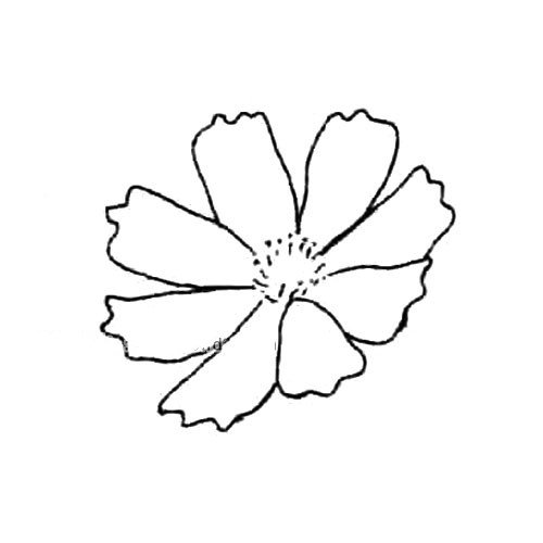 波斯菊简笔画教程-3