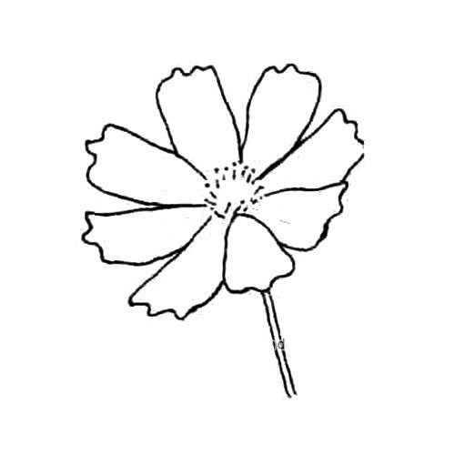 波斯菊简笔画教程-4