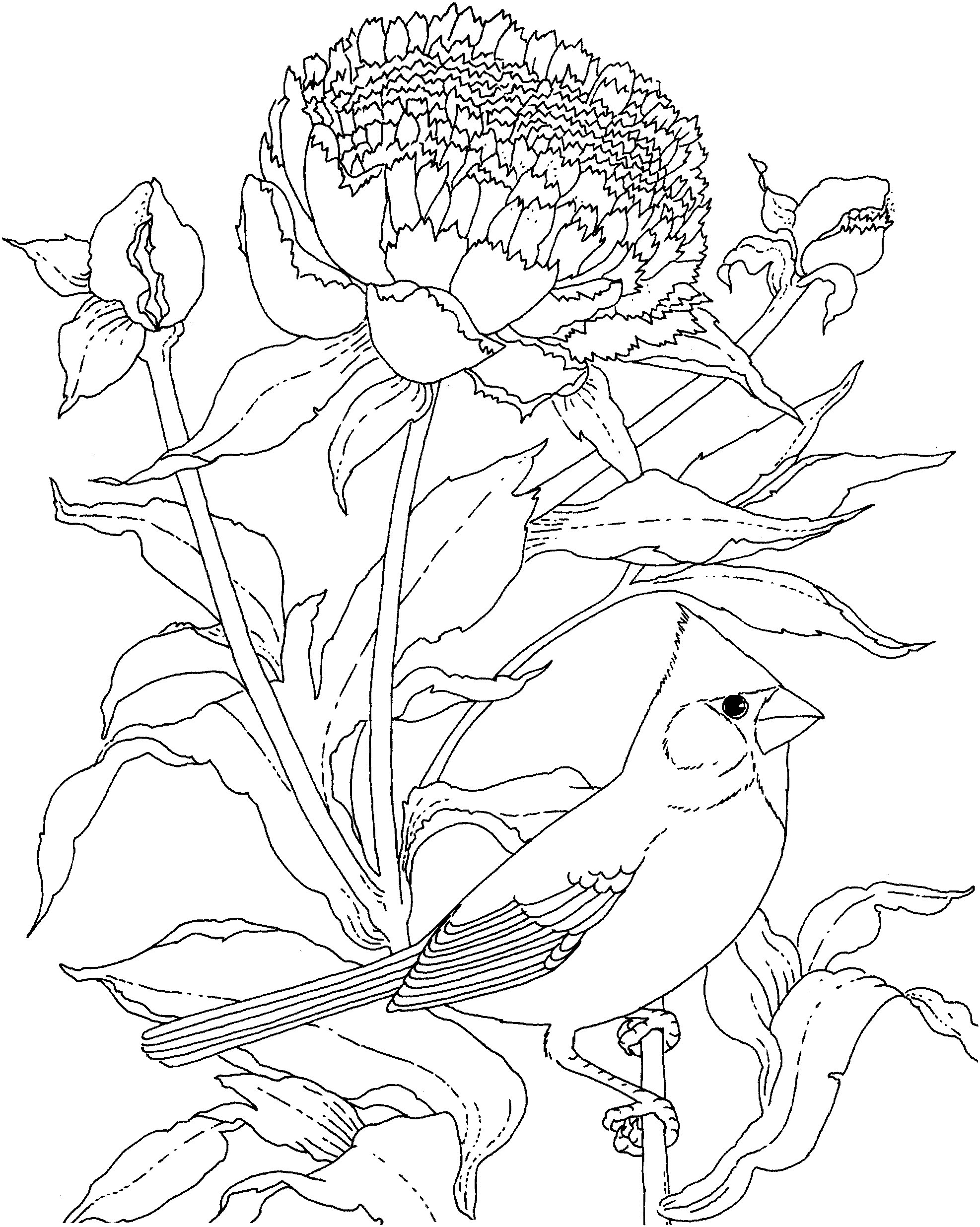 牡丹花和小鸟-1