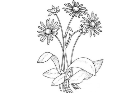 儿童菊花简笔画图片的画法-1