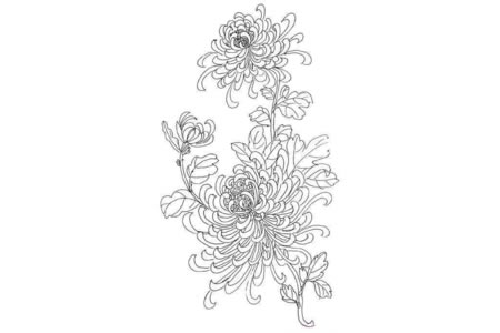 漂亮的菊花简笔画卡通-1
