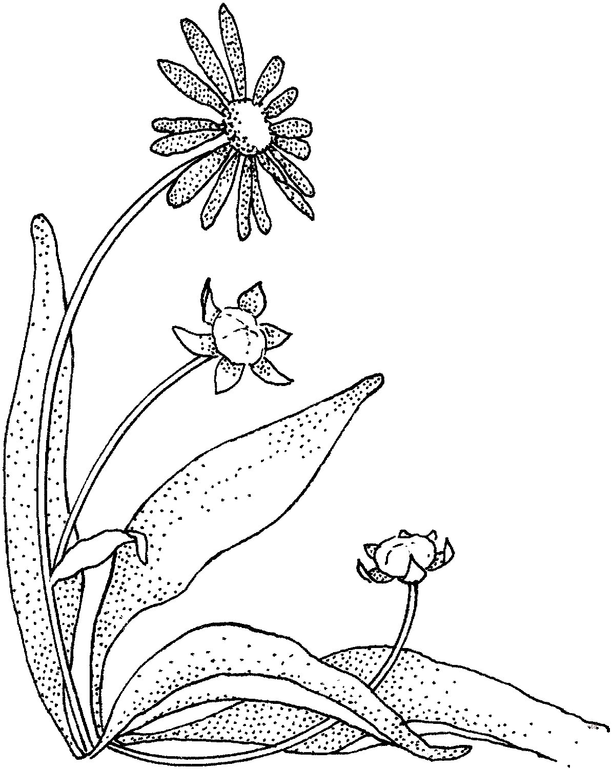 菊花简笔画图片-1
