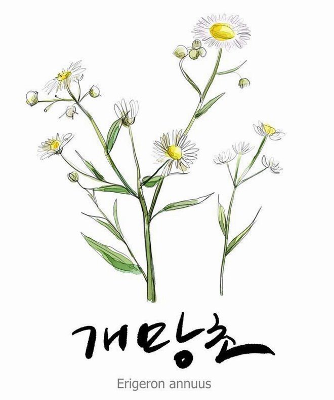 漂亮的菊花素描彩色-1