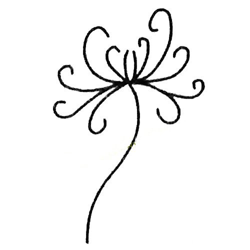简单的菊花简笔画教程-3