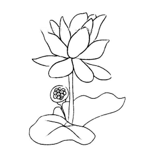 花朵的画法_荷花简笔画图片-1