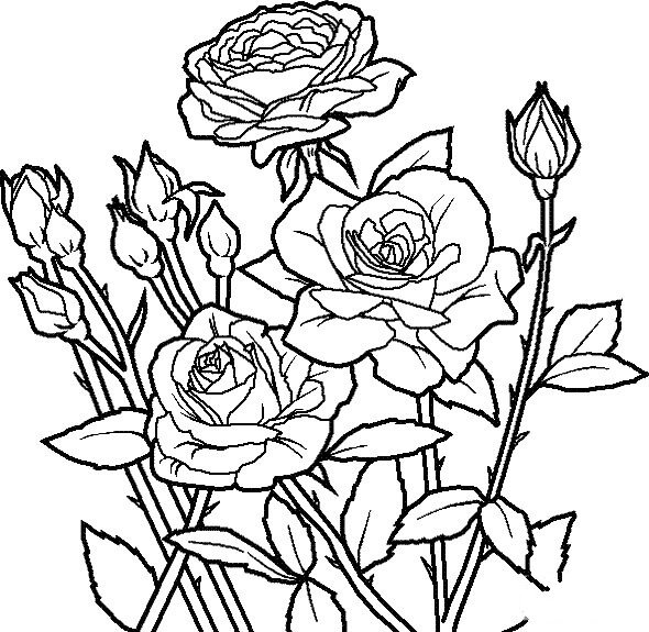 花朵的画法大全_带刺的玫瑰简笔画画法-1