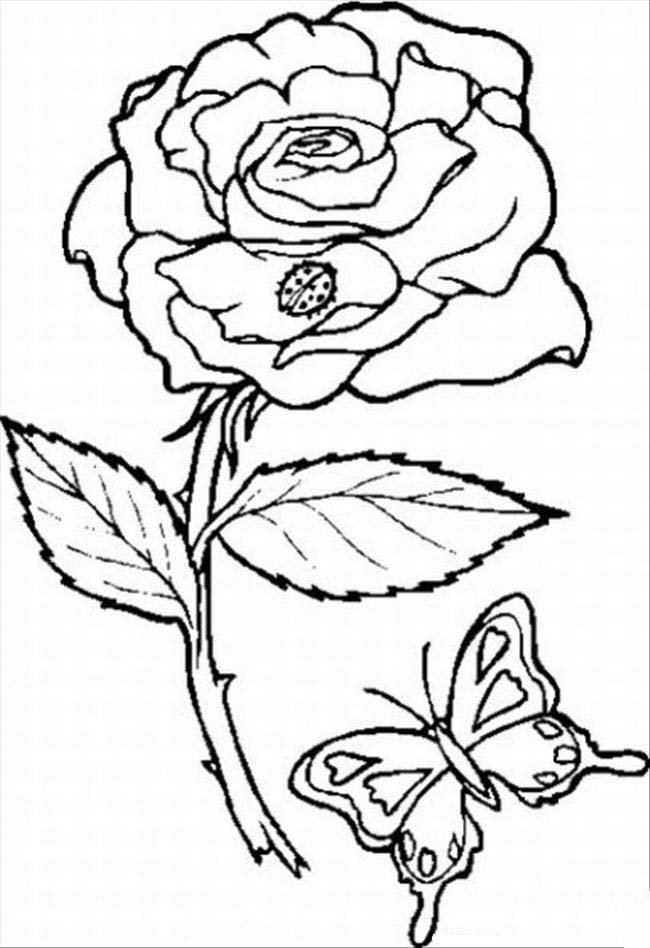 花朵图片_玫瑰花简笔画-1