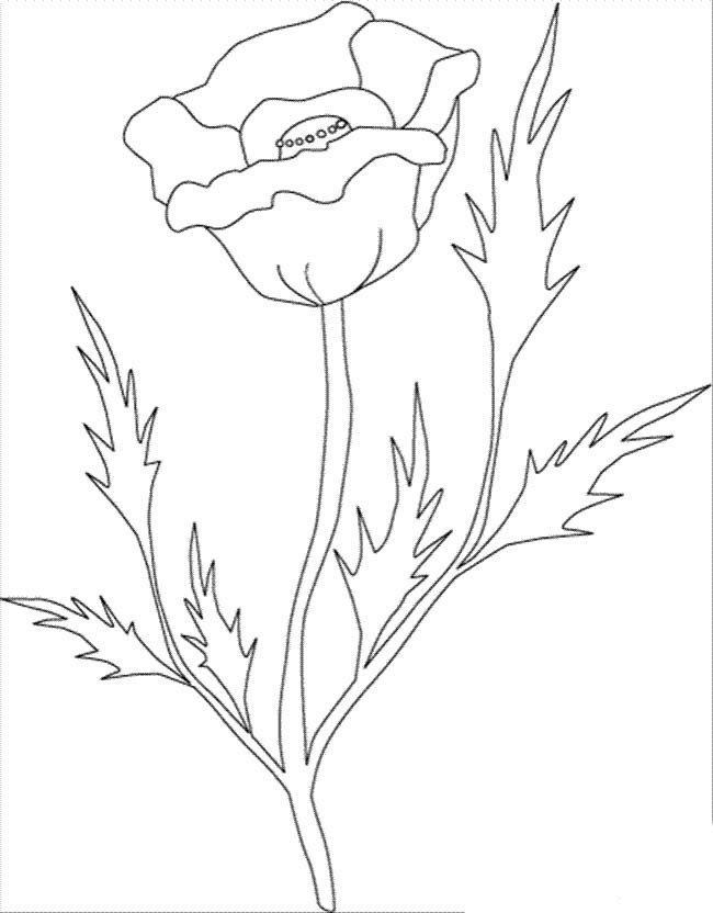 花朵图片_玫瑰花简笔画-2