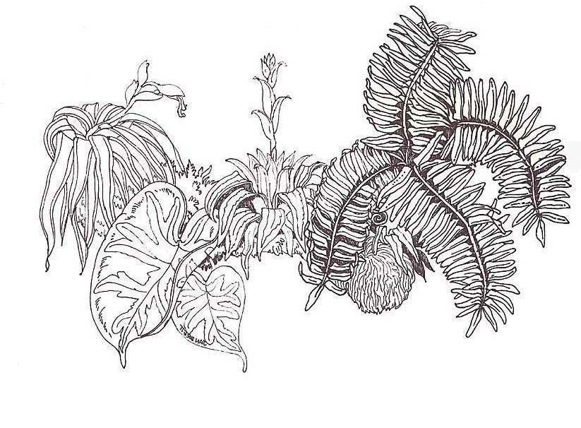 蕨类植物简笔画图片-1