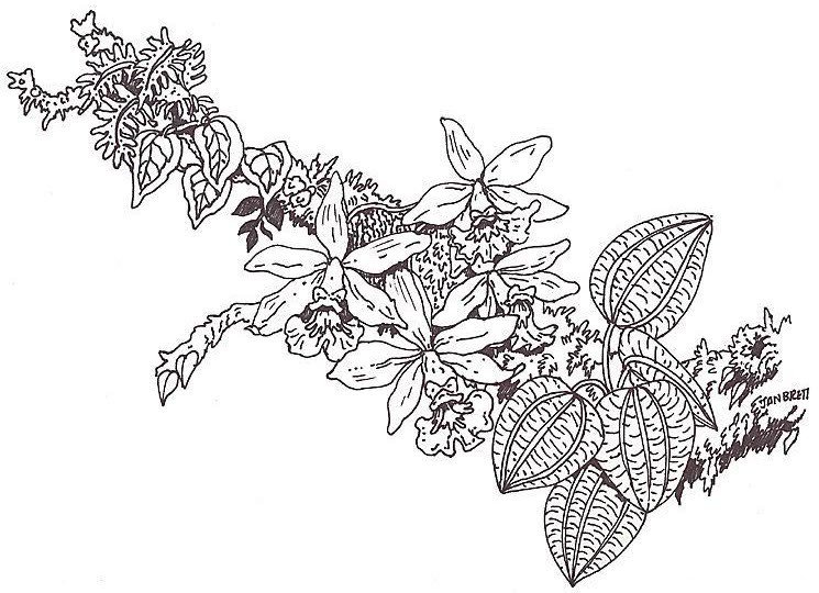 蕨类植物简笔画图片-2