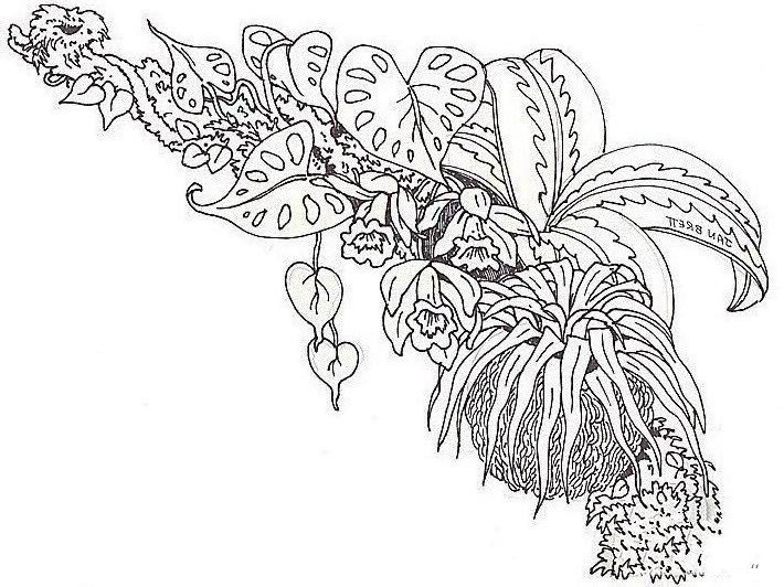 蕨类植物简笔画图片-3