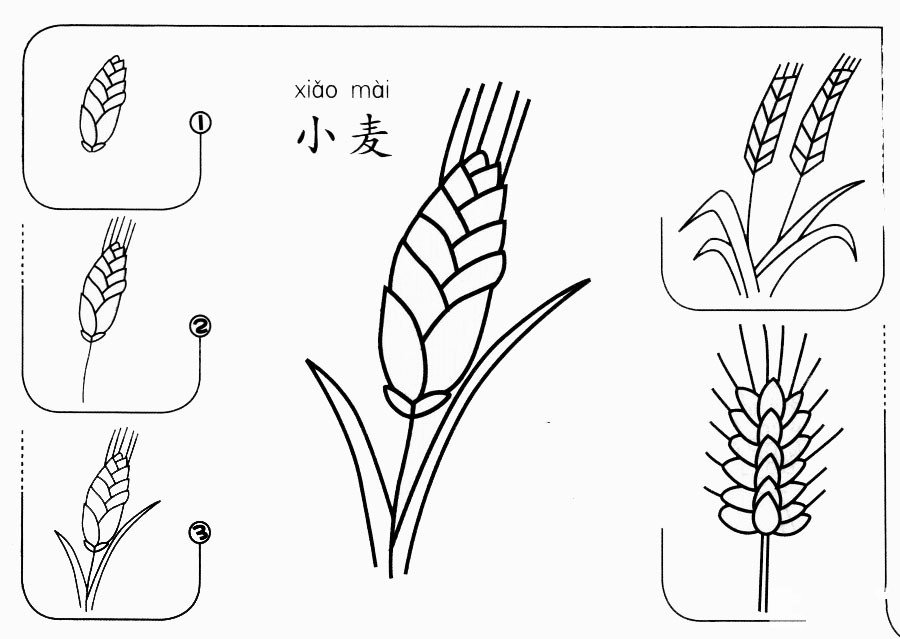 小麦怎么画-1