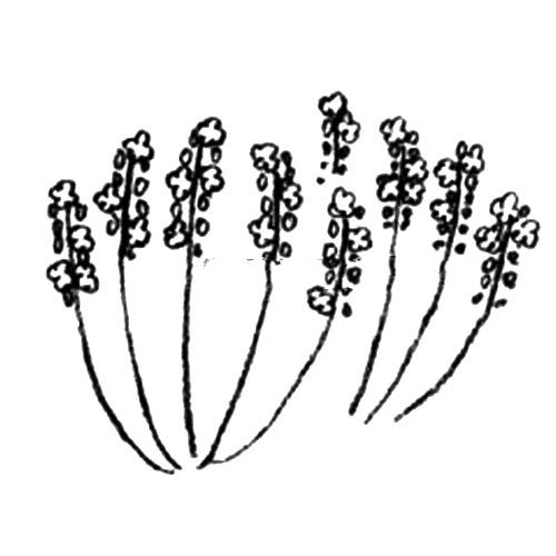 薰衣草简笔画教程-2