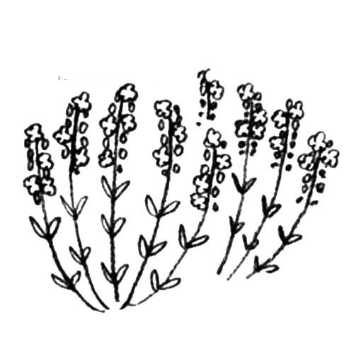 薰衣草简笔画教程-3