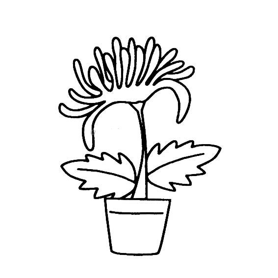 花盆里的花朵简笔画-1