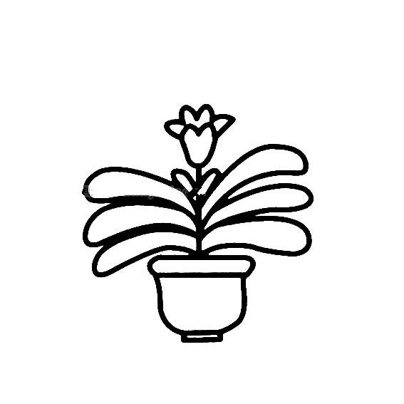 花盆里的花朵简笔画-3