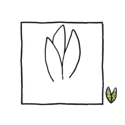 四步画出可爱简笔画_健壮的虎皮兰-1