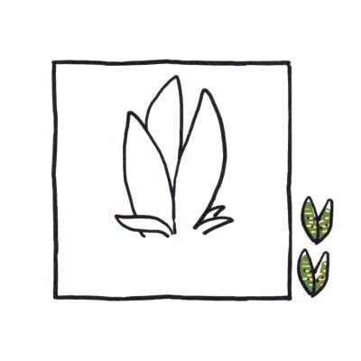 四步画出可爱简笔画_健壮的虎皮兰-2