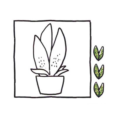 四步画出可爱简笔画_健壮的虎皮兰-3