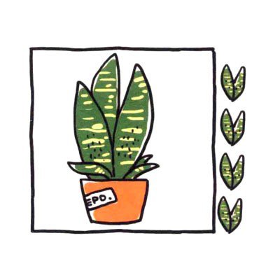 四步画出可爱简笔画_健壮的虎皮兰-4