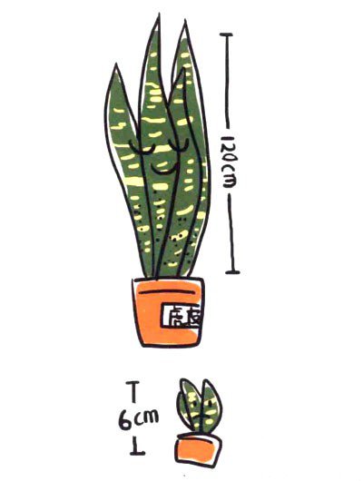 四步画出可爱简笔画_健壮的虎皮兰-5