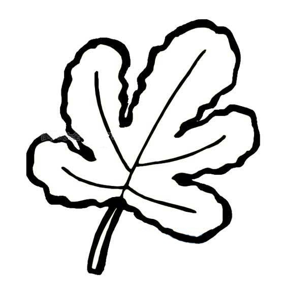 枫叶简笔画图片-1