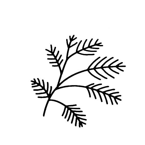 多种树叶简笔画画法-4