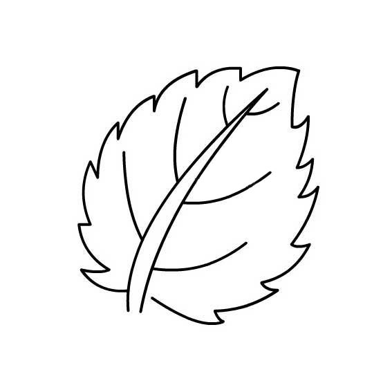 多种树叶简笔画画法-11