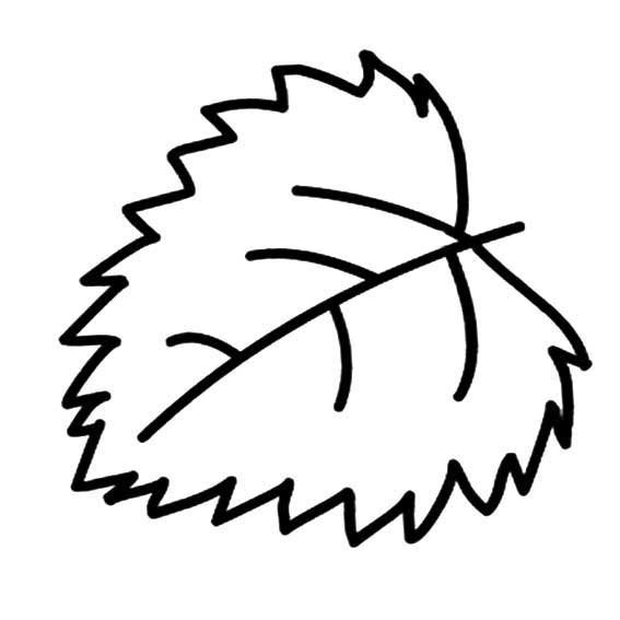 多种树叶简笔画画法-13