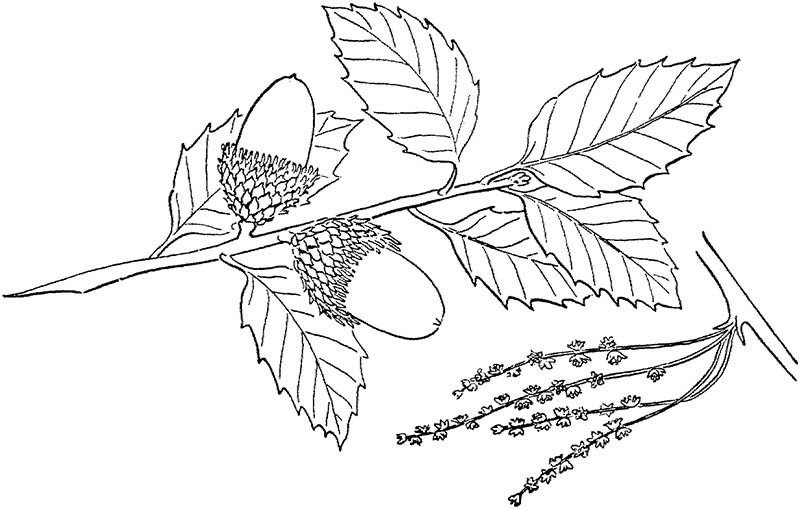 橡树树叶和橡树果-3