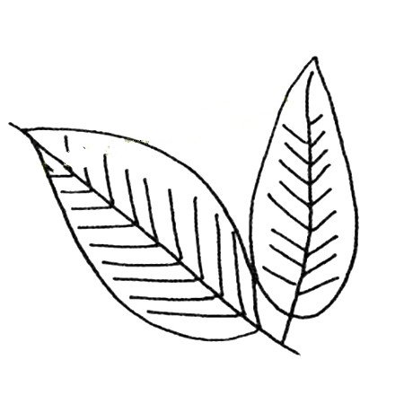 简单的植物简笔画_树叶简笔画图片-2