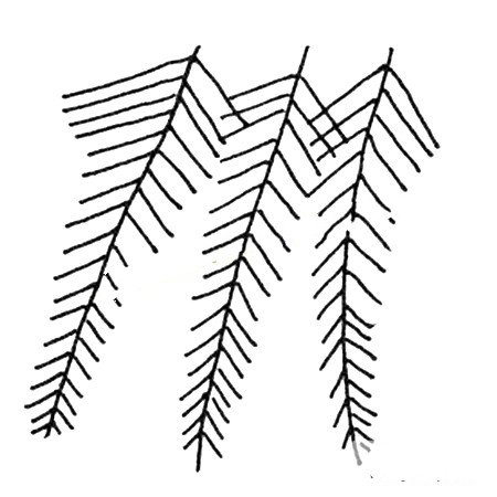 简单的植物简笔画_树叶简笔画图片-3