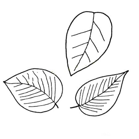 简单的植物简笔画_树叶简笔画图片-4