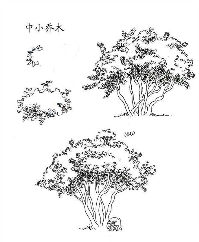 植物图片_中小乔木简笔画图片-1