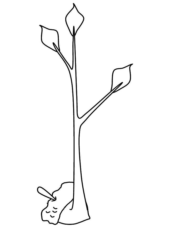 刚种的大树简笔画-1