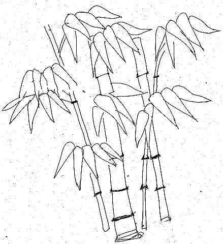 竹子简笔画图片-1