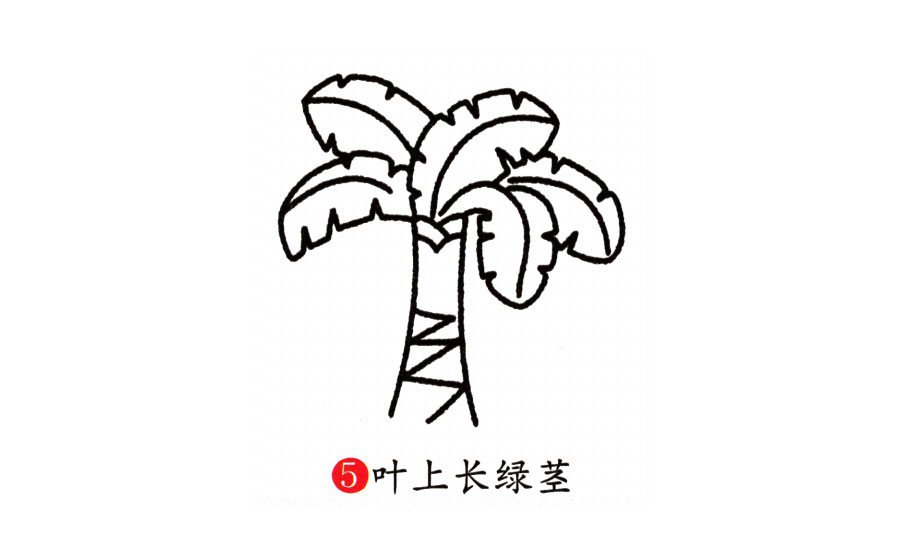 学画芭蕉树-5