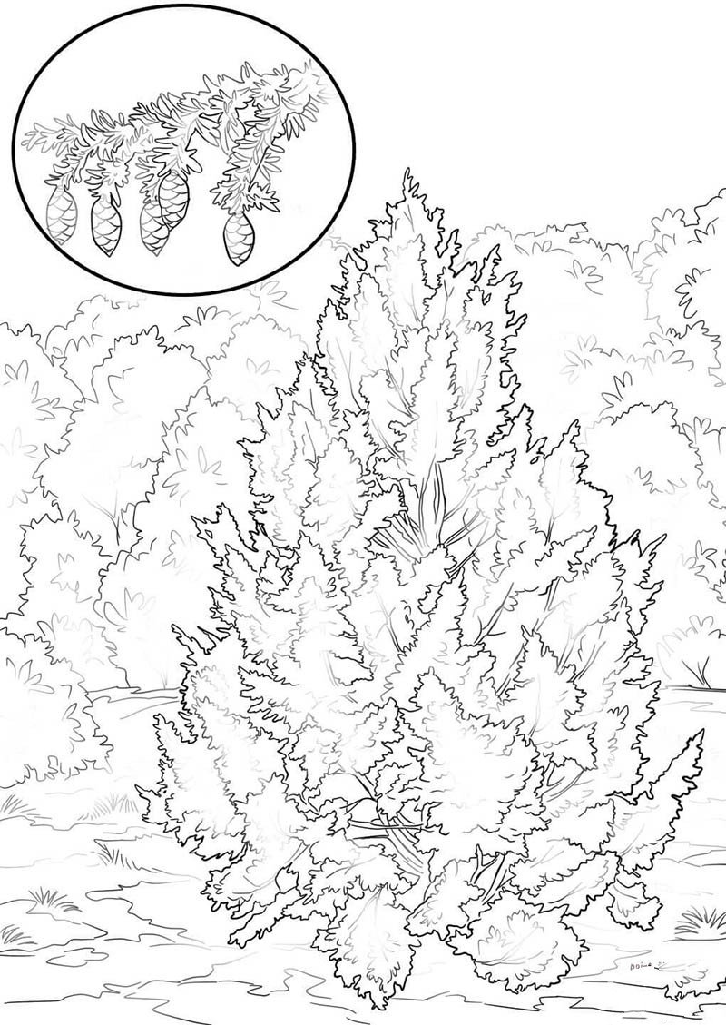 铁杉树-1